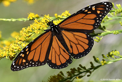 Nymphalidae Danaus plexippus Monarch Asteraceae Solidago Mexicana Seaside Goldenrod Butterflies Moths of North America verified accepted BAMONA Crawfordville Florida