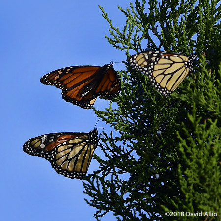 Nymphalidae Danaus plexippus Monarch butterfly St Marks National Wildlife Reserve Florida Americana Collection