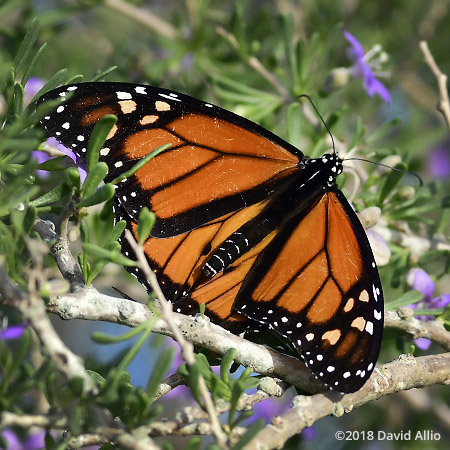 Nymphalidae Danaus plexippus Monarch butterfly St Marks National Wildlife Reserve Florida Americana Collection