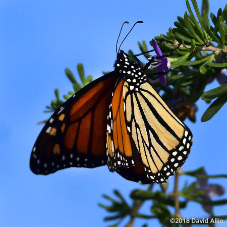Nymphalidae Danaus plexippus Monarch butterfly St Marks National Wildlife Reserve Florida Americana Collection