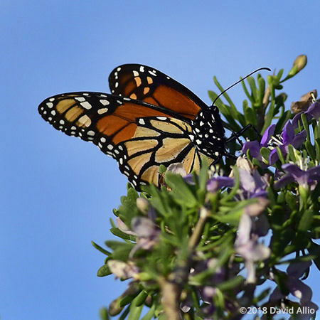 Nymphalidae Danaus plexippus Monarch butterfly St Marks National Wildlife Reserve Florida Americana Collection