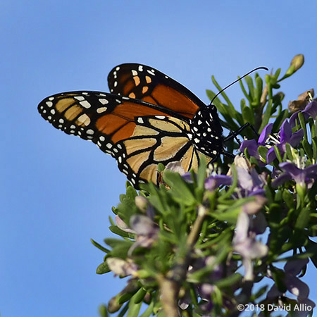 Nymphalidae Danaus plexippus Monarch butterfly St Marks National Wildlife Reserve Florida Americana Collection Nymphalidae Danaus plexippus Monarch butterfly St Marks National Wildlife Reserve Florida Americana Collection