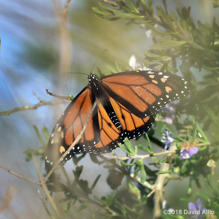 Nymphalidae Danaus plexippus Monarch butterfly St Marks National Wildlife Reserve Florida Americana Collection