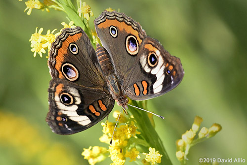 Common Buckeye Nymphalidae Junonia coenia Common Buckeye Asteraceae Solidago Mexicana Seaside Goldenrod Butterflies Moths of North America verified accepted BAMONA East Goose Creek Florida