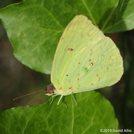 Stops Cloudless Sulphur Phoebis sennae Jefferson County Monticello Florida Americana Collection