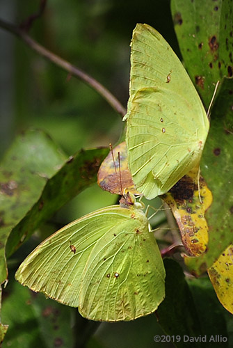 Pair Cloudless Sulphur Phoebis sennae Jefferson County Monticello Florida Americana Collection