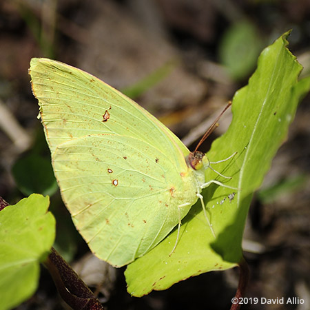 Camouflage Cloudless Sulphur Phoebis sennae Jefferson County Monticello Florida Americana Collection