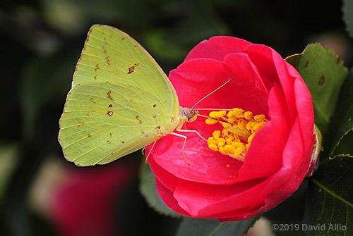 Verified Cloudless Sulphur Phoebis sennae Theaceae Camellia japonica Jefferson County Monticello Florida Americana Collection