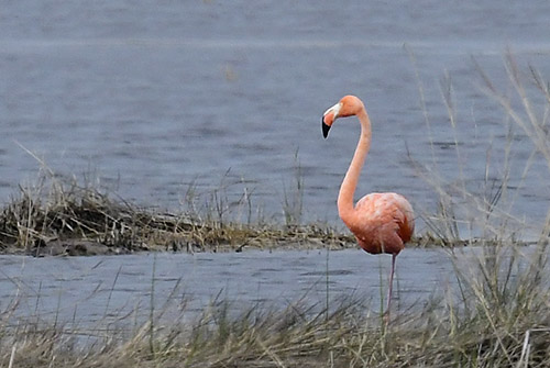 Sightings Phoenicopteridae Phoenicopterus ruber American Flamingo St Marks National Wildlife Refuge Florida Americana Collection