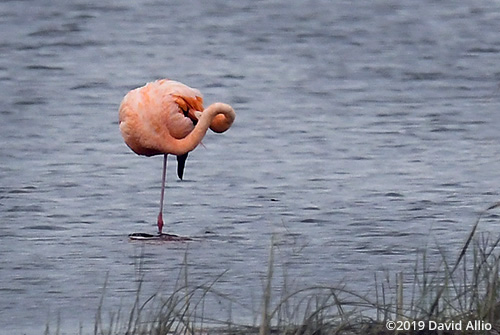 Preening Phoenicopteridae Phoenicopterus ruber American Flamingo St Marks National Wildlife Refuge Florida Americana Collection