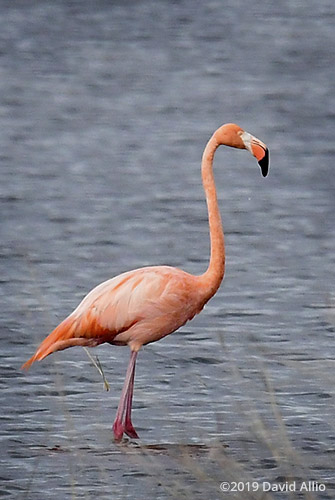 Unique Phoenicopteridae Phoenicopterus ruber American Flamingo St Marks National Wildlife Refuge Florida Americana Collection