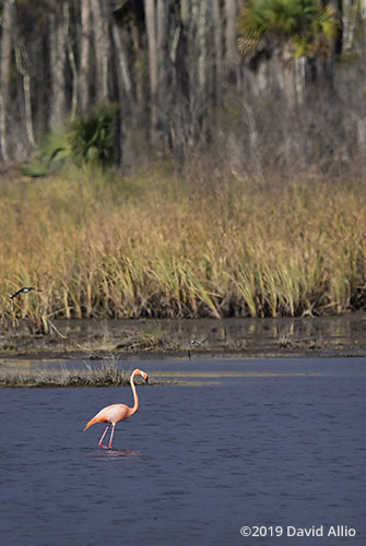 Habitat Phoenicopteridae Phoenicopterus ruber American Flamingo St Marks National Wildlife Refuge Florida Americana Collection