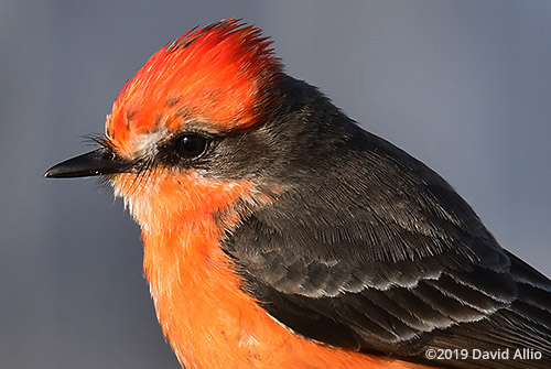 Portrait non-breeding male Tyrannidae Pyrocephalus rubinus Vermilion Flycatcher St Marks National Wildlife Refuge Florida Americana Collection