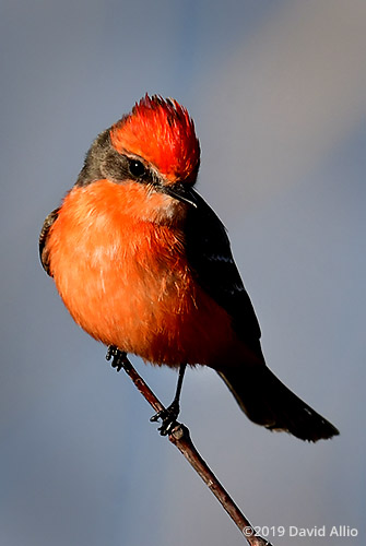 Perch non-breeding male Tyrannidae Pyrocephalus rubinus Vermilion Flycatcher St Marks National Wildlife Refuge Florida Americana Collection