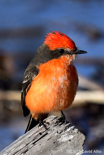 Near Water non-breeding male Tyrannidae Pyrocephalus rubinus Vermilion Flycatcher St Marks National Wildlife Refuge Florida Americana Collection