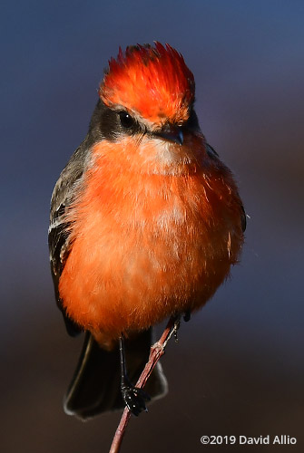 Posing non-breeding male Tyrannidae Pyrocephalus rubinus Vermilion Flycatcher St Marks National Wildlife Refuge Florida Americana Collection