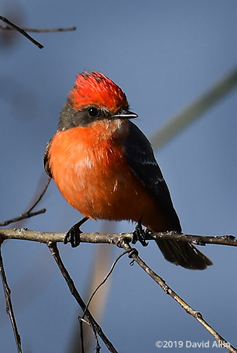 Scarce non-breeding male Tyrannidae Pyrocephalus rubinus Vermilion Flycatcher St Marks National Wildlife Refuge Florida Americana Collection