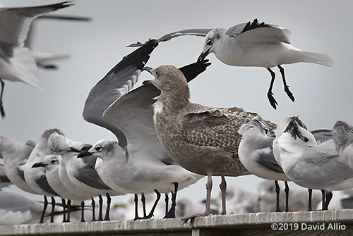 Herring Gull Larus argentatus and Laughing Gull Leucophaeus atricilla non-breeding adult not practicing social physical distancing Dekle Beach Florida 2019