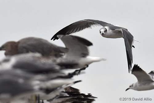 Laughing Gull Leucophaeus atricilla non-breeding adult not practicing social physical distancing Dekle Beach Florida 2019