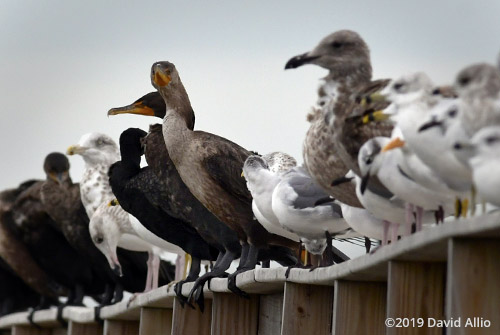 Double Crested Cormorant Phalacrocorax auritus not practicing social physical distancing Dekle Beach Florida 2019