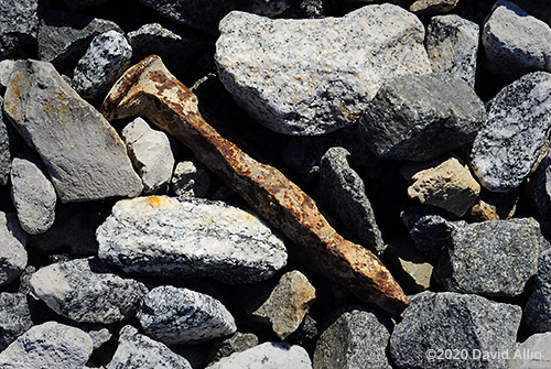 Rusted railroad steel spike on metamorphic stone in Vermilion County Illinois still life Americana Collection