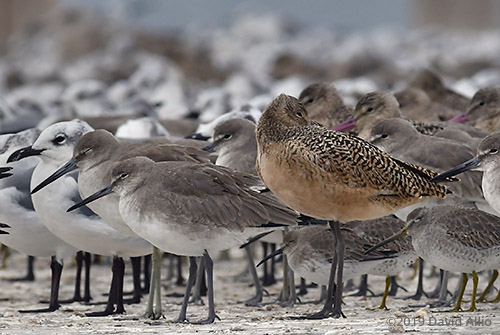 Marbled Godwit Limosa fedoa not practicing social physical distancing Dekle Beach Florida 2019