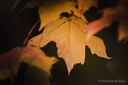 Autumn Rust Aceraceae Acer saccharum Sugar Maple Fountain County Veedersburg Indiana Americana Collection