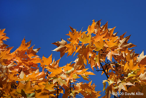 Autumn Rust Aceraceae Acer saccharum Sugar Maple Fountain County Veedersburg Indiana Americana Collection