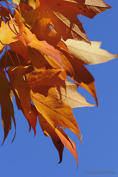 Autumn Rust Fire in the Sky Aceraceae Acer saccharum Sugar Maple Veedersburg Indiana Americana Collection