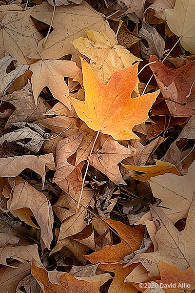 Autumn Rust on the ground Aceraceae Acer saccharum Sugar Maple Veedersburg Indiana Americana Collection