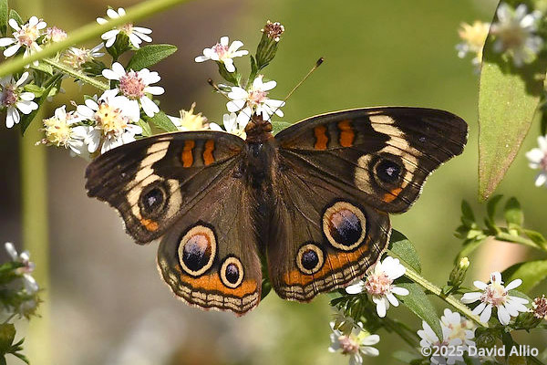 Buckeye Nymphalidae Junonia coenia Buckeye Asteraceae Indiana butterfly BAMONA