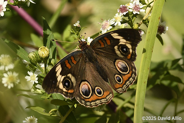 Nymphalidae Junonia coenia Buckeye Asteraceae Indiana butterfly