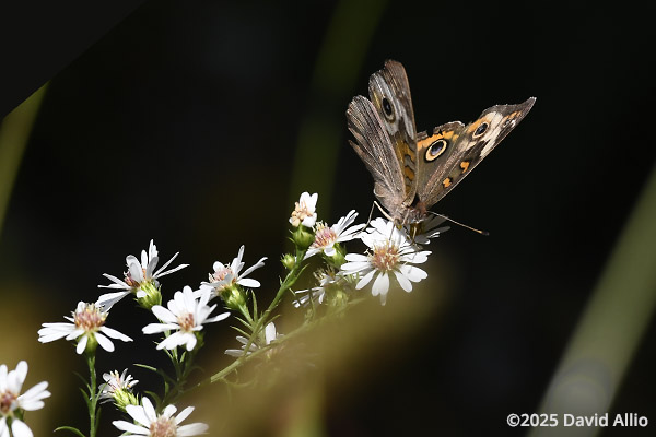 Nymphalidae Junonia coenia Buckeye butterfly Asteraceae end flower Indiana