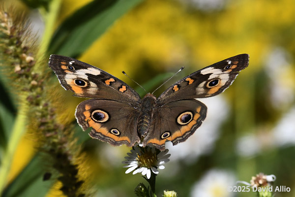 Nymphalidae Junonia coenia Buckeye butterfly Asteraceae aster and goldenrod flowers Indiana