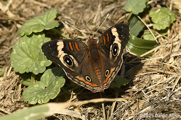 Nymphalidae Junonia coenia Buckeye butterfly ground straw Indiana