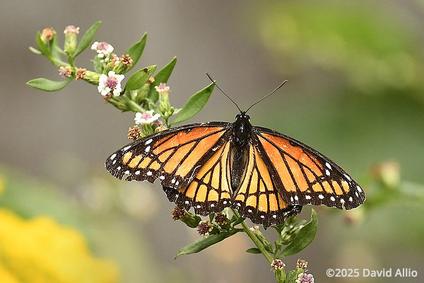 Viceroy Nymphalidae Limenitis archippus Viceroy Asteraceae Symphyotrichum racemosum Small White Aster Indiana