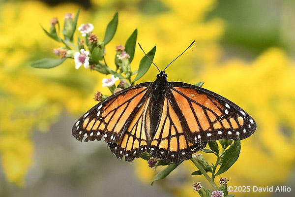 Nymphalidae Limenitis archippus Viceroy Asteraceae Symphyotrichum racemosum Small White Aster Indiana