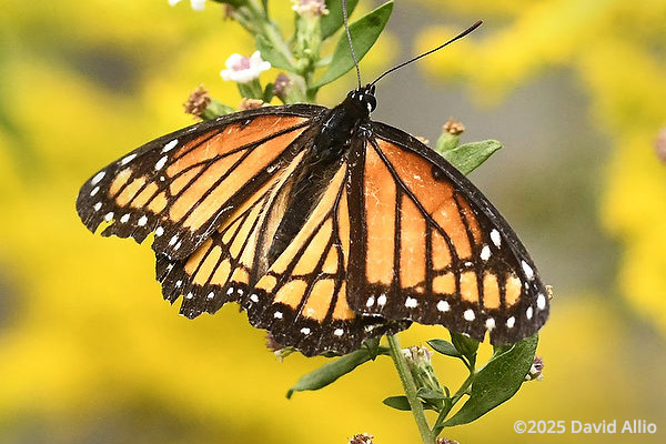 Nymphalidae Limenitis archippus Viceroy Asteraceae Symphyotrichum racemosum Small White Aster Indiana