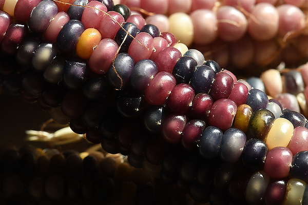 Glass Gem Corn visual art collection by David Allio