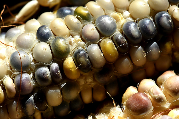 Glass Gem Corn visual art collection by David Allio