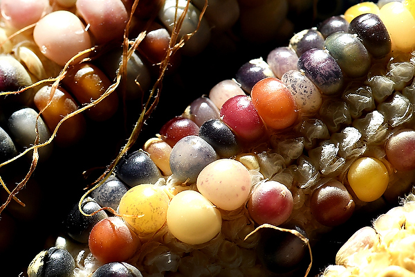 Glass Gem Corn visual art collection by David Allio