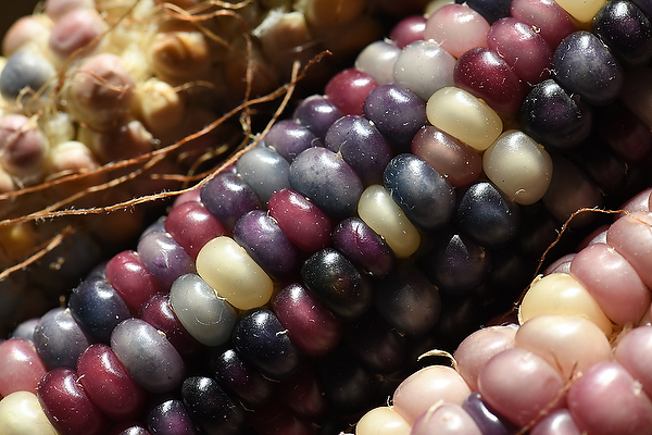 Glass Gem Corn visual art collection by David Allio