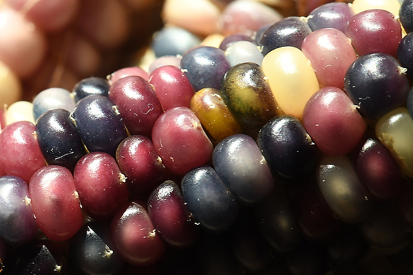 Glass Gem Corn The Art Maize of Glass Gem visual art collection by David Allio