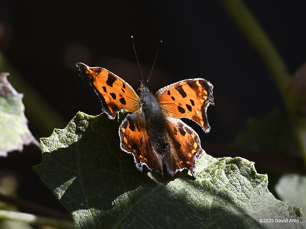 butterfly Nymphalidae Polygonia comma Eastern Comma plant Vitaceae grapevine Indiana