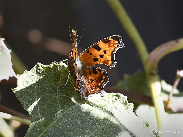Eastern Comma butterfly flashing color Nymphalidae Polygonia comma Eastern Comma plant Vitaceae grapevine Indiana