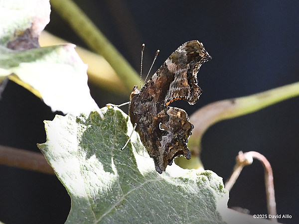 butterfly camouflaged Nymphalidae Polygonia comma Eastern Comma plant Vitaceae grapevine Indiana