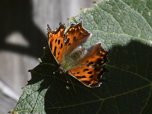 Nymphalidae Polygonia comma Eastern Comma Vitaceae grapevine Indiana