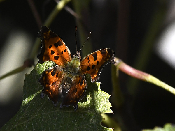 butterfly Nymphalidae Polygonia comma Eastern Comma plant Vitaceae grapevine Indiana